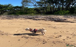 Shih Tzu dogs for sale: adorable Shih Tzu  puppies  - Image 3