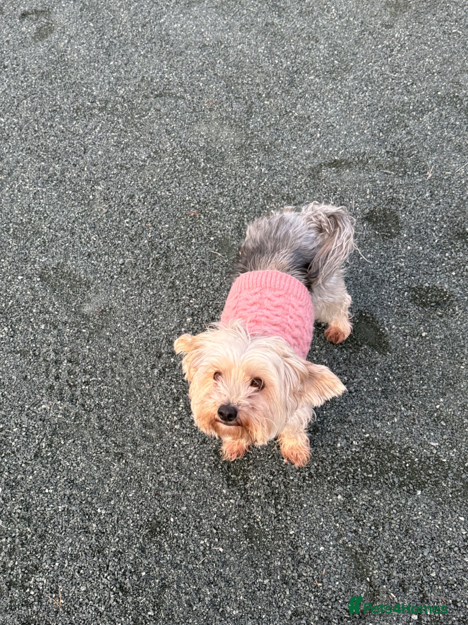 Yorkshire Terrier dogs Beautiful Yorkshire Looking for a Loving Home⭐️ - Advert 9