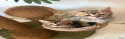 Bengal cats for sale: Bengal kittens pedigreed and registered - Advert 11