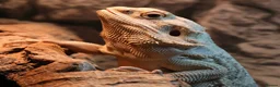 Bearded Dragon reptiles for sale: 3 year old Bearded Dragon with Vivarium included in Derby - Advert 13
