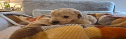 Labradoodle dogs for sale: Labradoodle puppies in Cupar - Advert 2