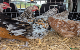 Chickens poultry for sale: Rare Gorgeous Purebred Swedish Flower Hen  POL - Image 5
