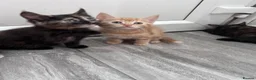 Domestic Shorthair cats for sale: 4 beautiful kittens for sale  in Hatfield - Advert 8