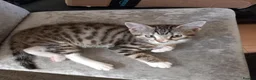 Mixed Breed cats for sale: Kittens ready for their forever homes tabby bengal - Advert 5
