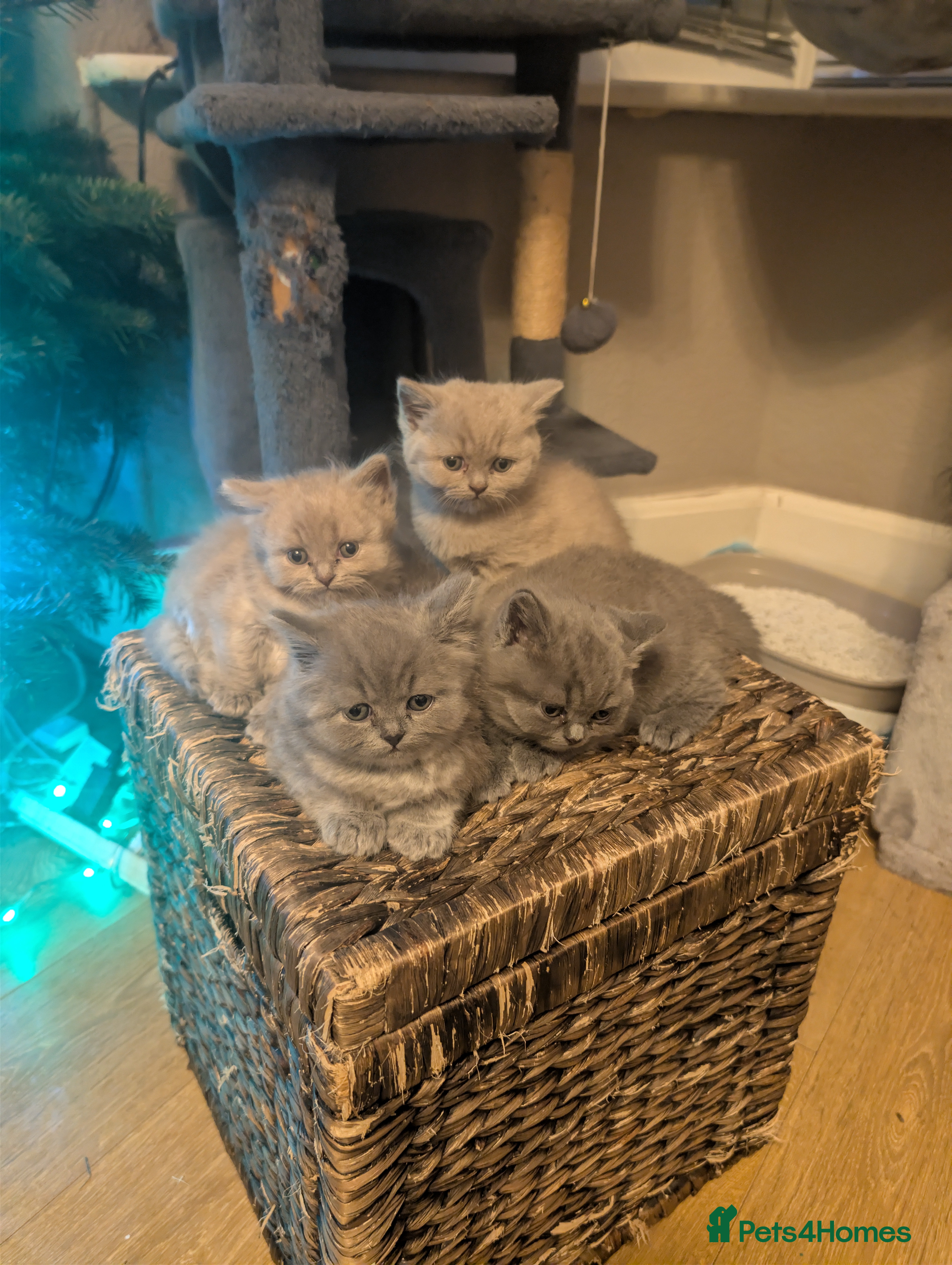 British Shorthair cats 4 British Short Hair  - Advert 13