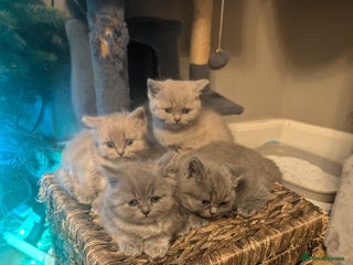 British Shorthair cats 4 British Short Hair - Advert 13