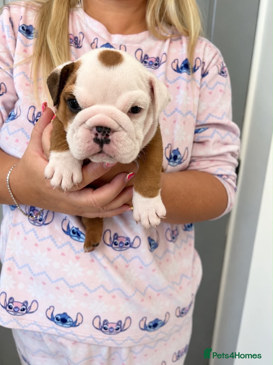 English Bulldog dogs Traditional/standard girls dad gold health tested  - Advert 2