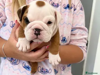 English Bulldog dogs Traditional/standard girls dad gold health tested - Advert 2