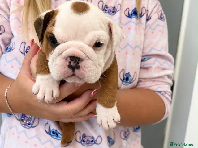 English Bulldog dogs Traditional/standard girls dad gold health tested - Advert 2