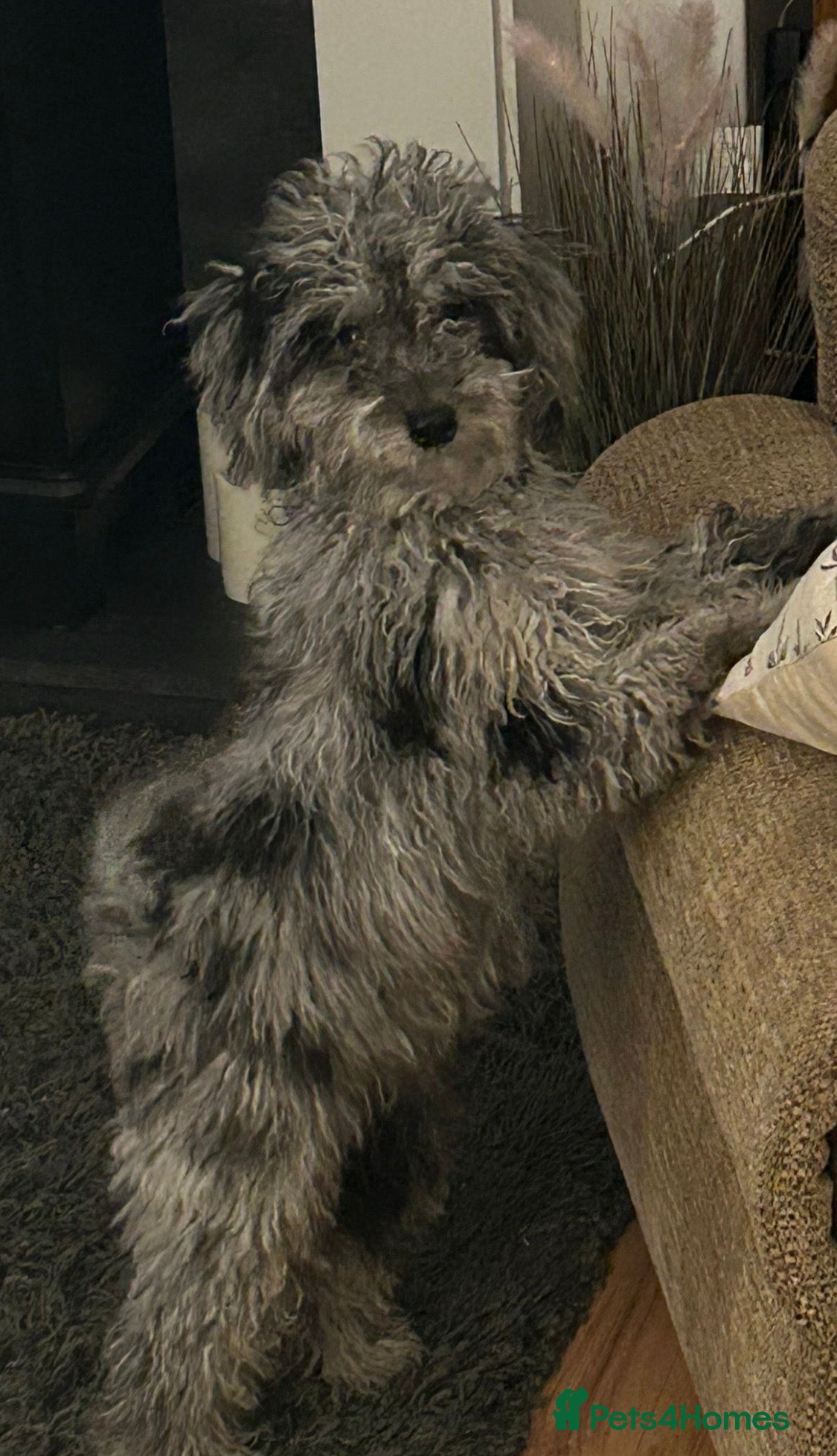 Cockapoo dogs Beautiful Merle Female Cockerpoo - Advert 2