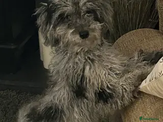 Cockapoo dogs Beautiful Merle Female Cockerpoo - Advert 2