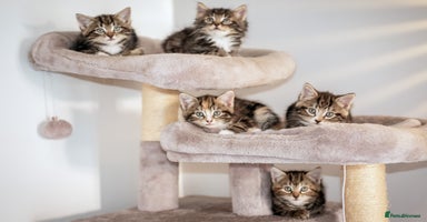 Mixed Breed cats - Advert 6