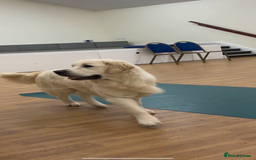 Golden Retriever dogs for sale: Cream Golden Retriever Puppy Health Tested Parents in Blackpool - Image 11