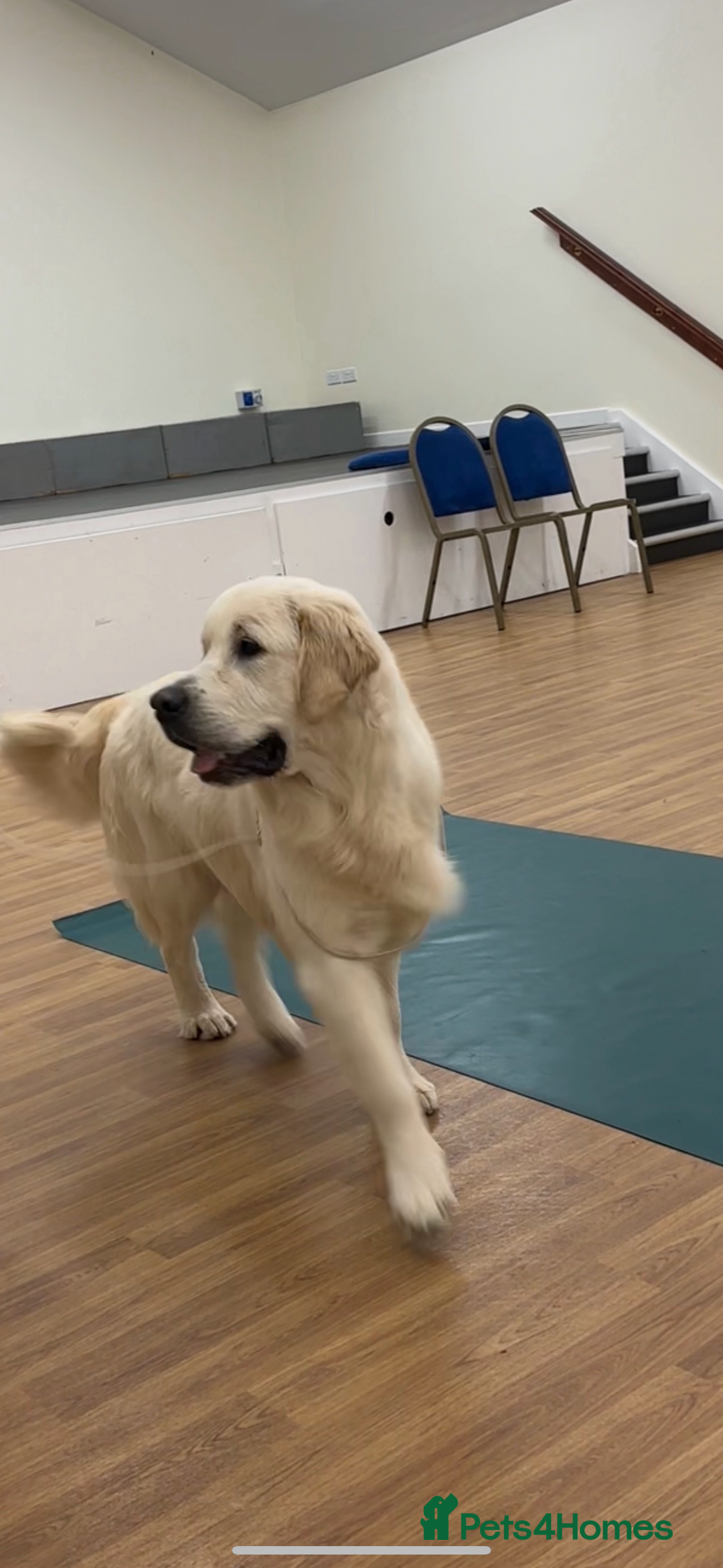 Golden Retriever dogs for sale: Cream Golden Retriever Puppy Health Tested Parents in Blackpool - Image 11