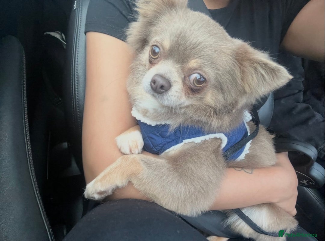 Chihuahua dogs for stud: Arlo - Chihuahua stud  - Image 2