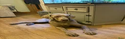 Weimaraner dogs for sale: Quality KC Reg health tested Weimaraner Puppies - Advert 5