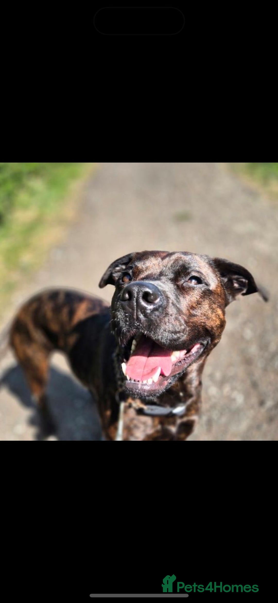 Mixed Breed dogs for sale: 4 year old male staffy mastiff cross - Advert 5