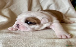 English Bulldog dogs for sale: 🏆Championed Sired English Bulldog Puppies🏆 - Image 2
