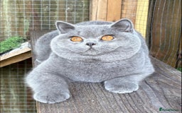 British Shorthair cats for sale: Fawn tortie girl  - Advert 6