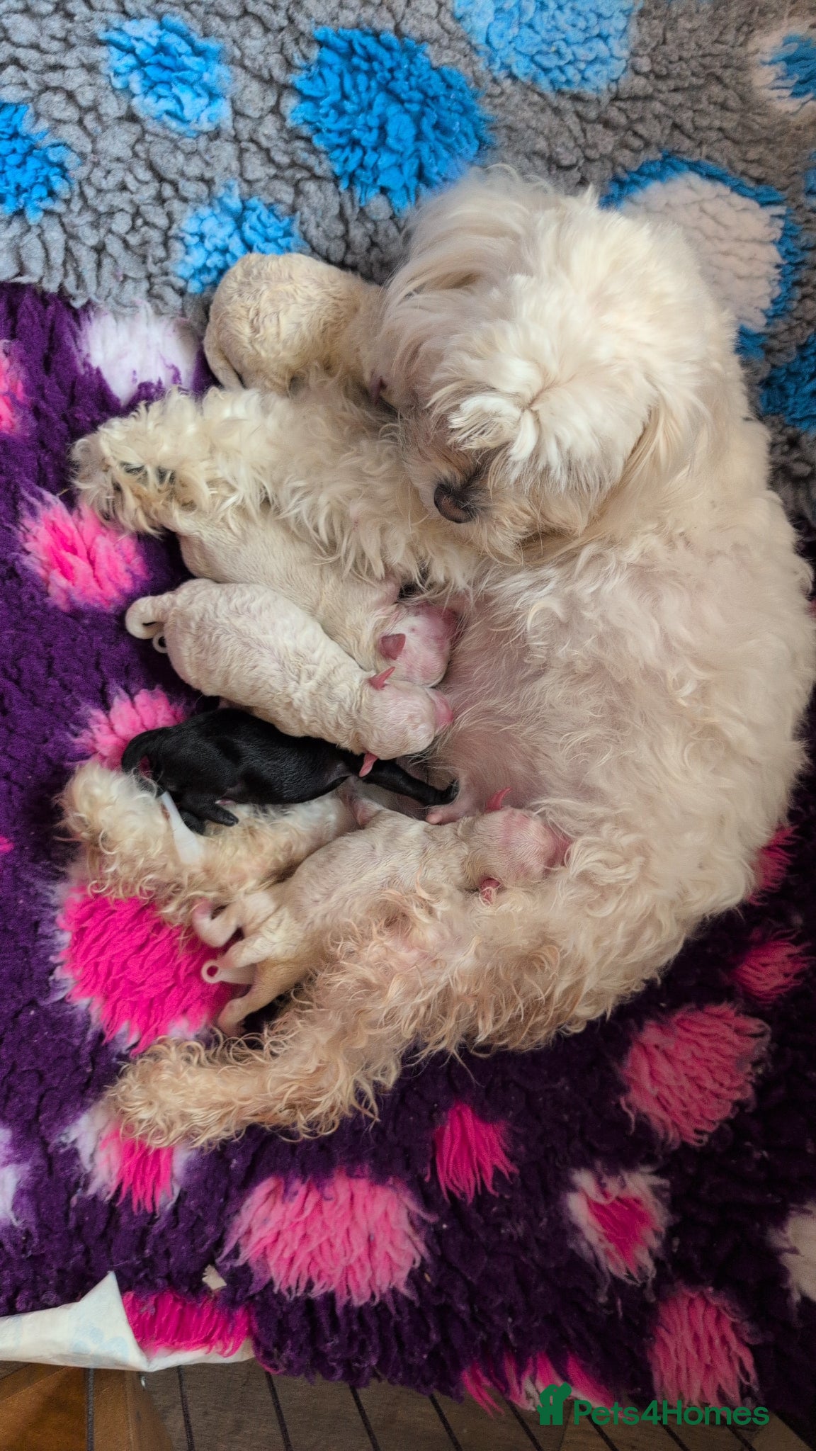 Maltipoo dogs for sale: Dna Genetically health tested maltipoos in Swindon - Advert 17