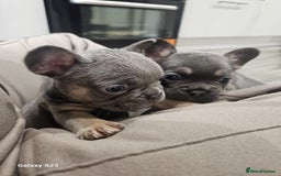 French Bulldog dogs for sale: ⭐️⭐️⭐️⭐️litter of 6 Beautiful french bulldogs 😍🏠 in Southampton - Image 25