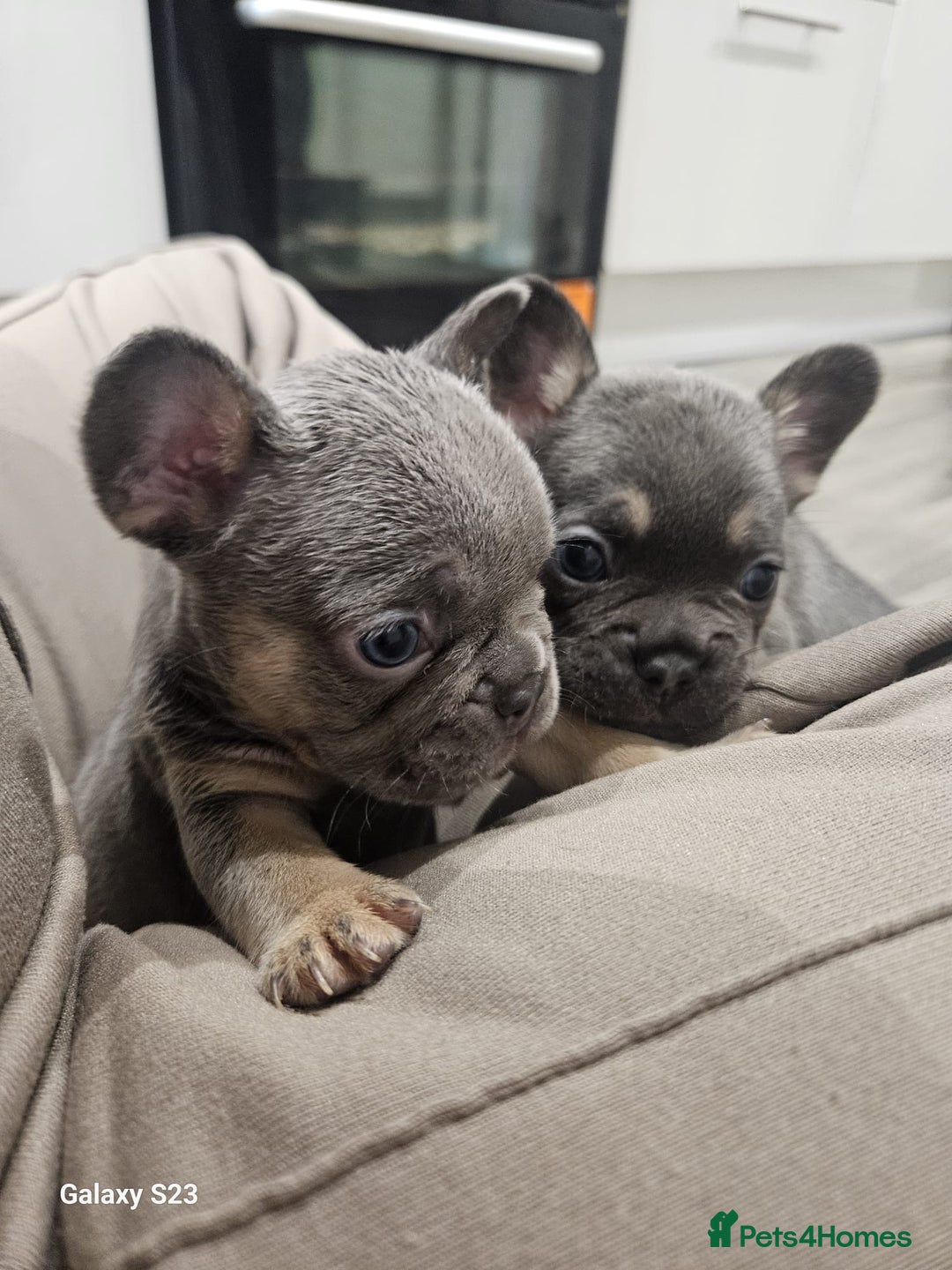 French Bulldog dogs for sale: ⭐️⭐️⭐️⭐️litter of 6 Beautiful french bulldogs 😍🏠 in Southampton - Image 25