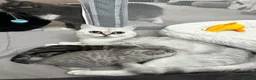 British Shorthair cats for sale: Tabby British shorthair kittens  - Advert 6