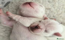 Pug dogs for stud: kc panda pug for stud in Blackpool - Image 13