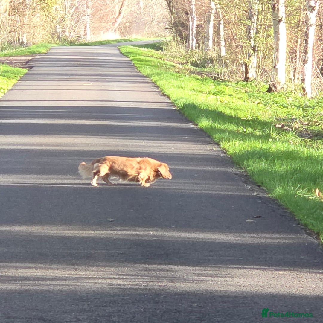 Miniature Dachshund dogs for stud: STUD 100% Long Haired Cream Miniature Dachshund - Advert 23