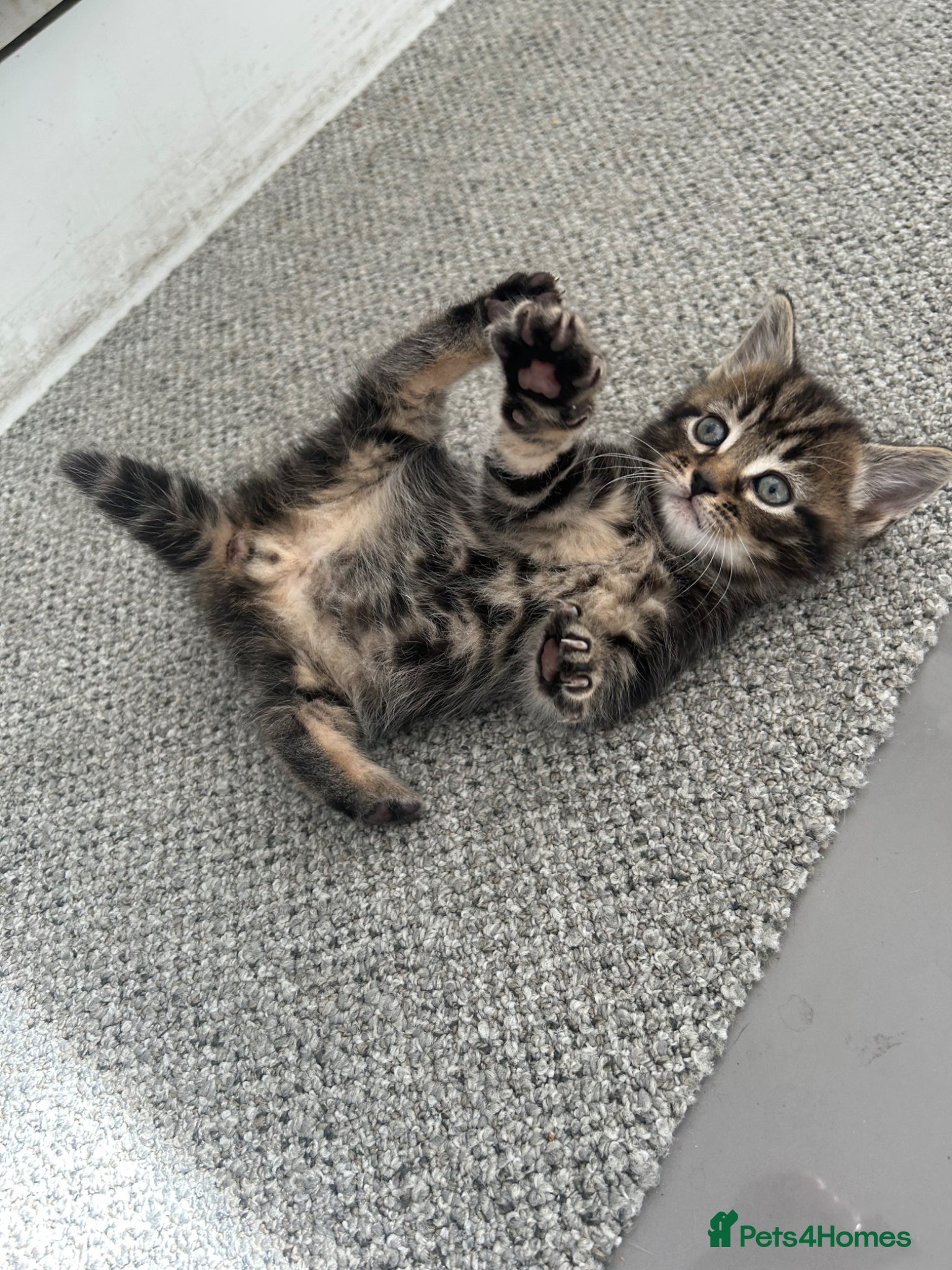 Norwegian Forest Cat cats     Four Adorable Kittens - Advert 2