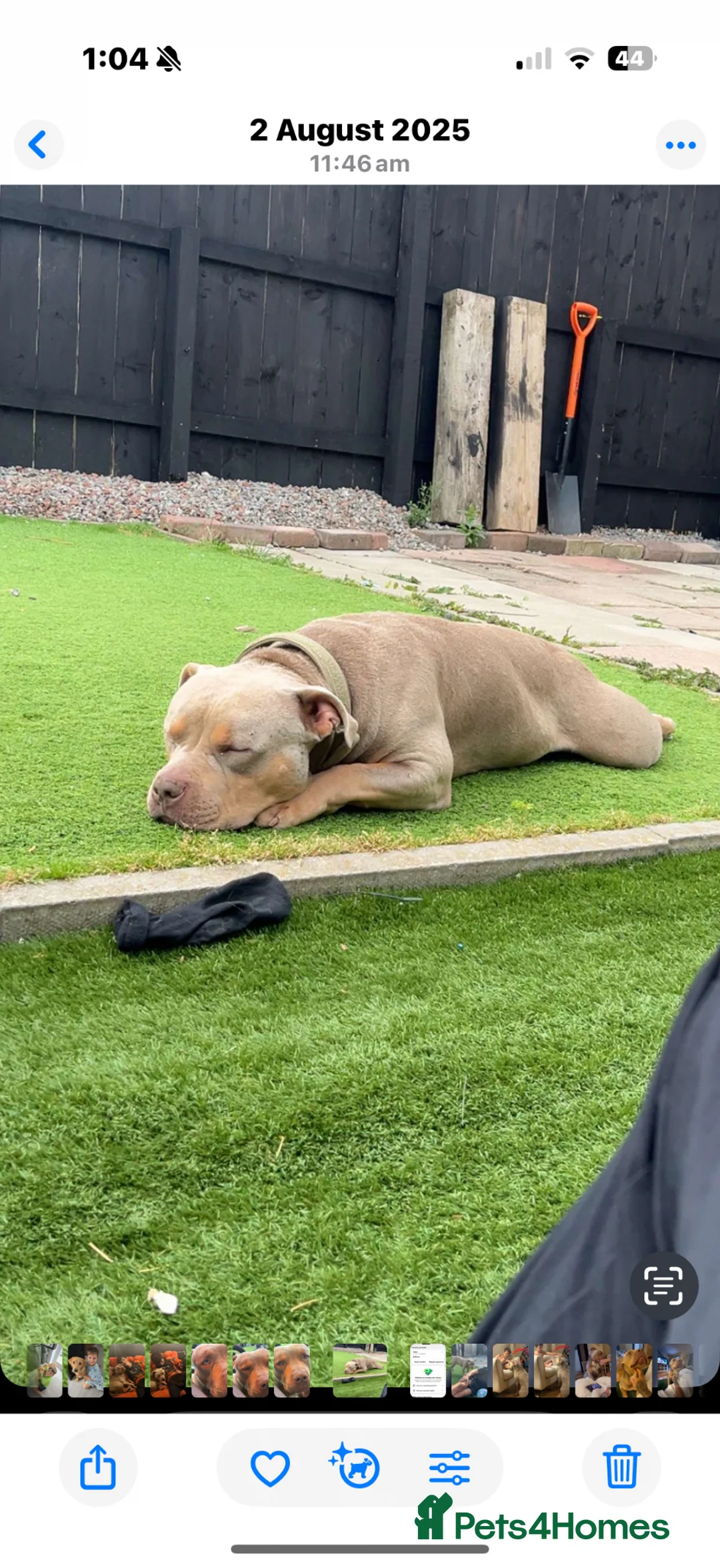 American Bully dogs for sale: Male bully classic  - Advert 9