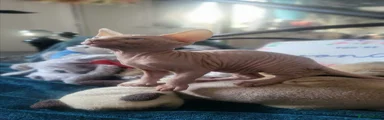 Sphynx Kitten 1