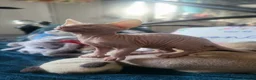 Sphynx cats for sale:  3 Sphynx/bambino kittens - Advert 7