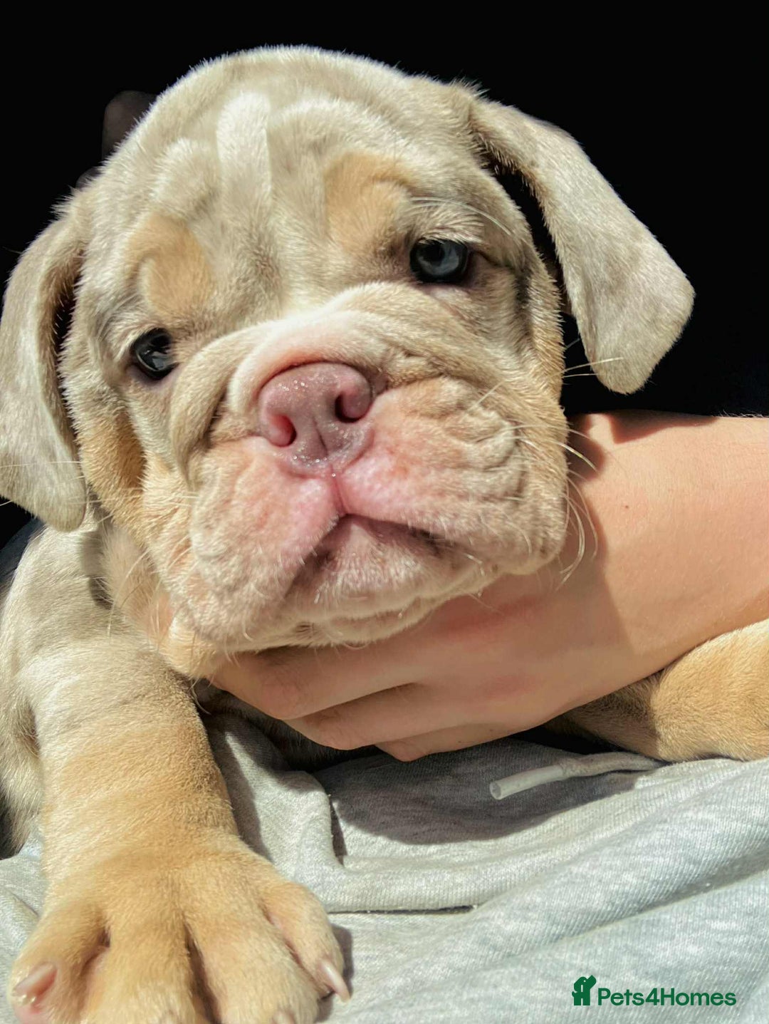 English Bulldog dogs for sale: READY NOW LILAC MERLE ENGLISH BULLDOG BOY in Gunnislake - Image 25