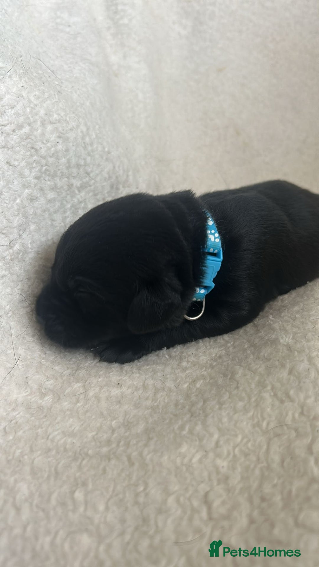 Labrador Retriever dogs for sale: 9 Adorable Labrador Puppies! 2 Pups remaining!  - Advert 5