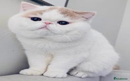 Exotic cats for sale: (Rare odd eye bicolours)🏆Exceptional. - Image 17