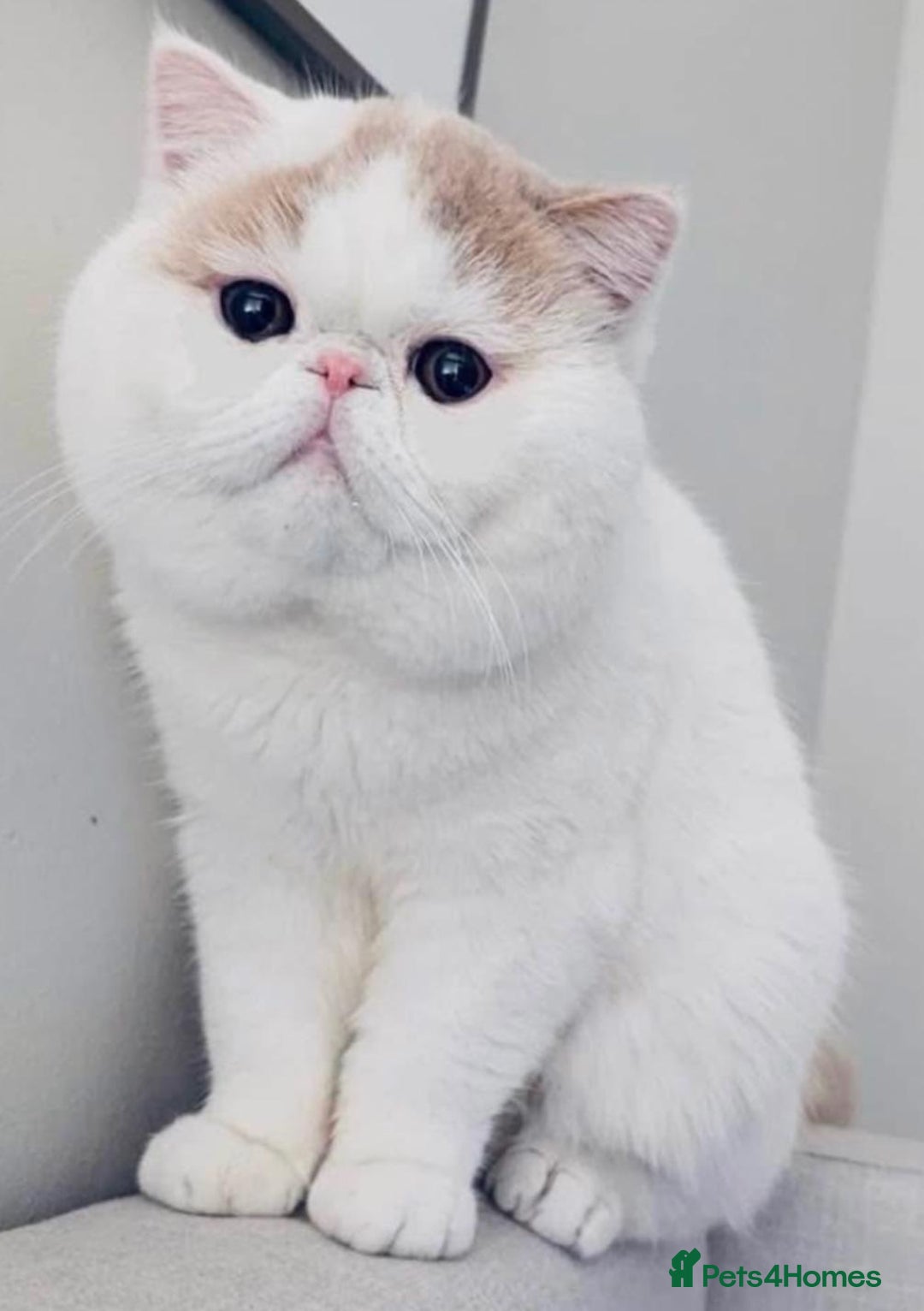 Exotic cats for sale: (Rare odd eye bicolours)🏆Exceptional. - Image 17