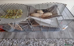 Rat rodents for sale: 3 male rats for sale  - Image 2