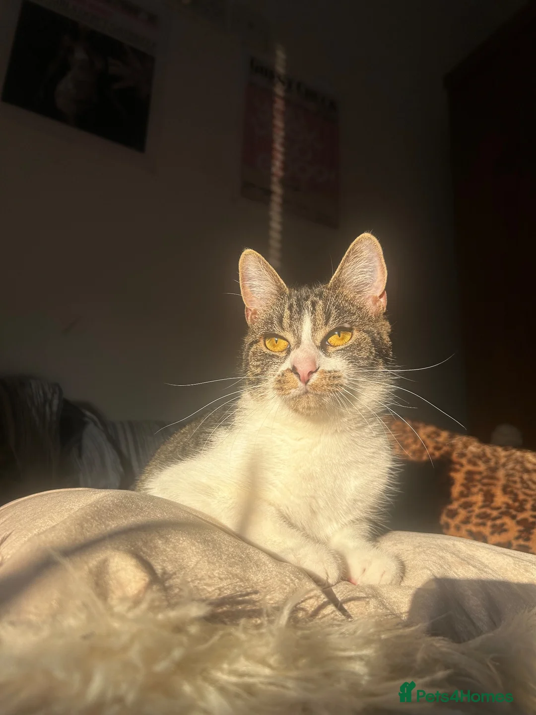Mixed Breed cats for sale: Mixed breed tabby and white 1 year old female cat - Advert 1