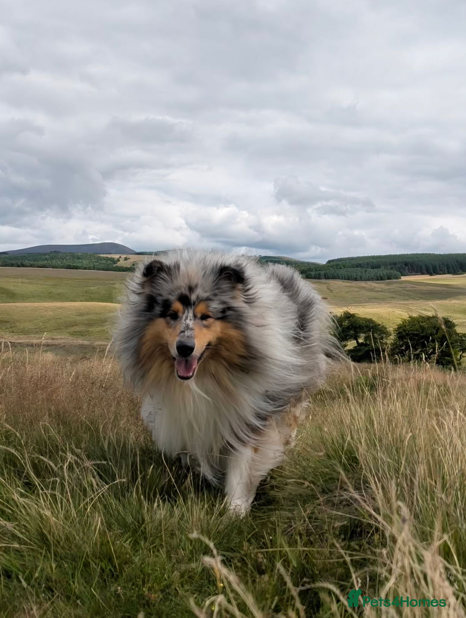 Rough Collie dogs Blue Merle Male - Advert 2