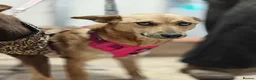 Mixed Breed dogs for adoption: 💙🐶 KAI & ❤️🐶 GERDA– LIKE IN A FAIRY TALE in Burton-on-Trent - Advert 15