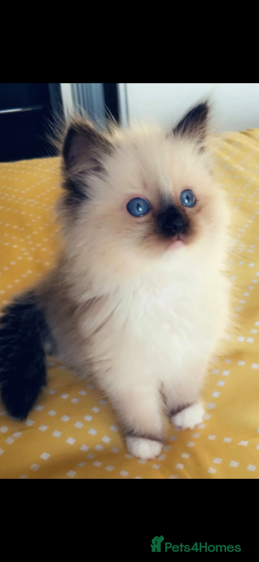 Ragdoll cats for sale: TICA REGISTERED KITTENS/Active - Advert 2