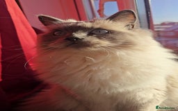 Ragdoll cats for sale: Ragdoll for sale  - Image 5