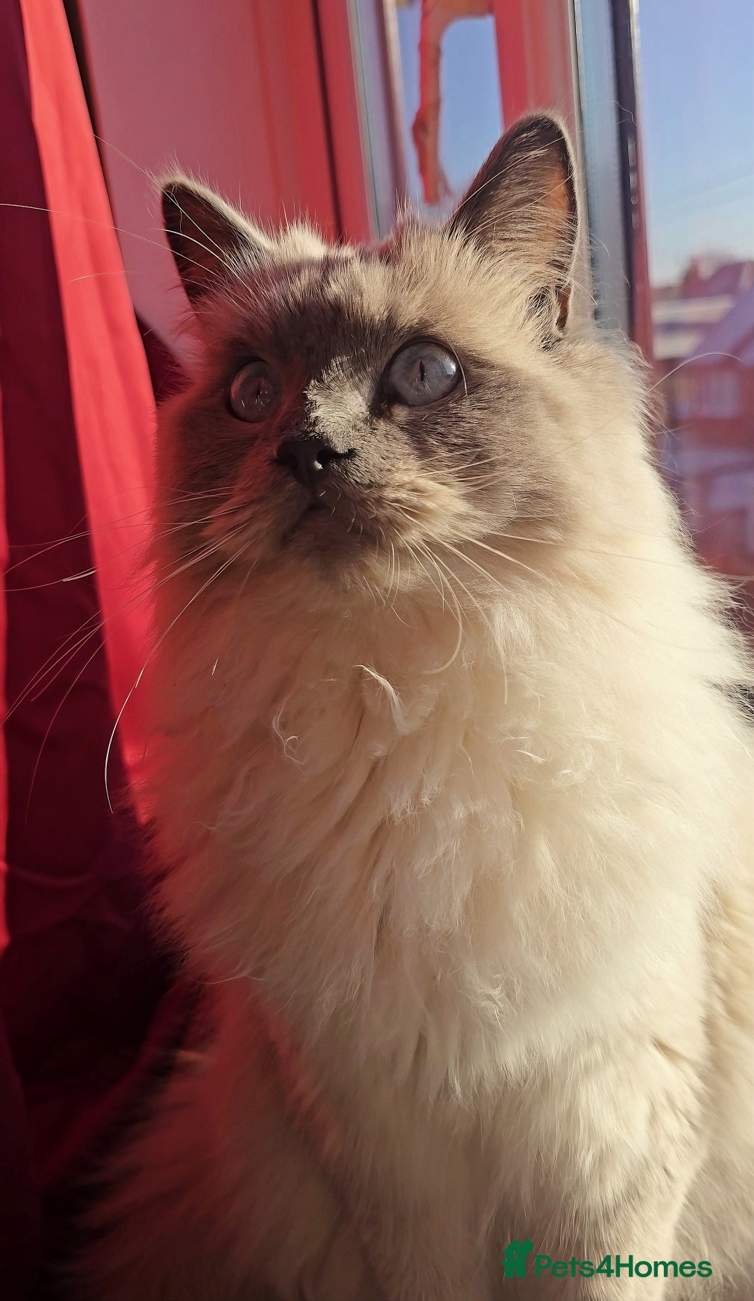 Ragdoll cats for sale: Ragdoll for sale  - Image 5