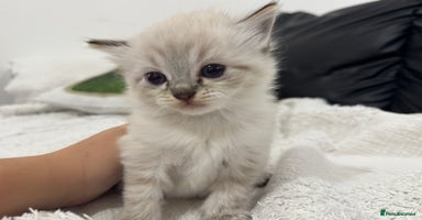 Ragdoll cats - Advert 3
