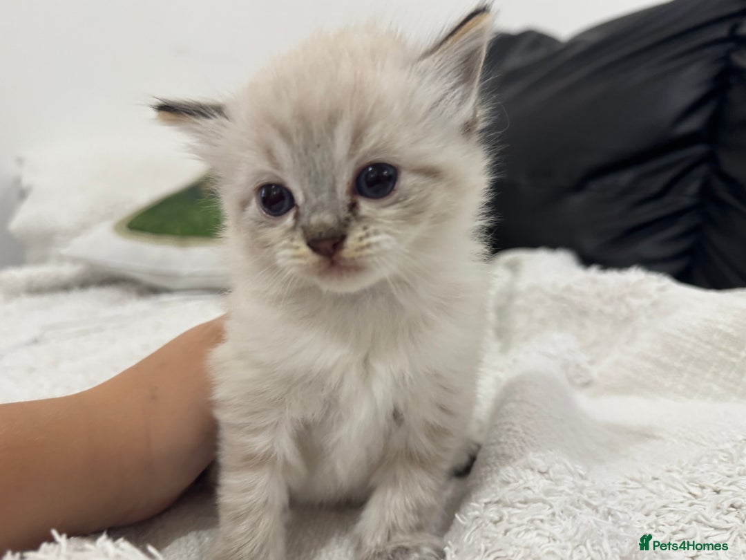 Ragdoll cats for sale: Ragdolls  - Image 2