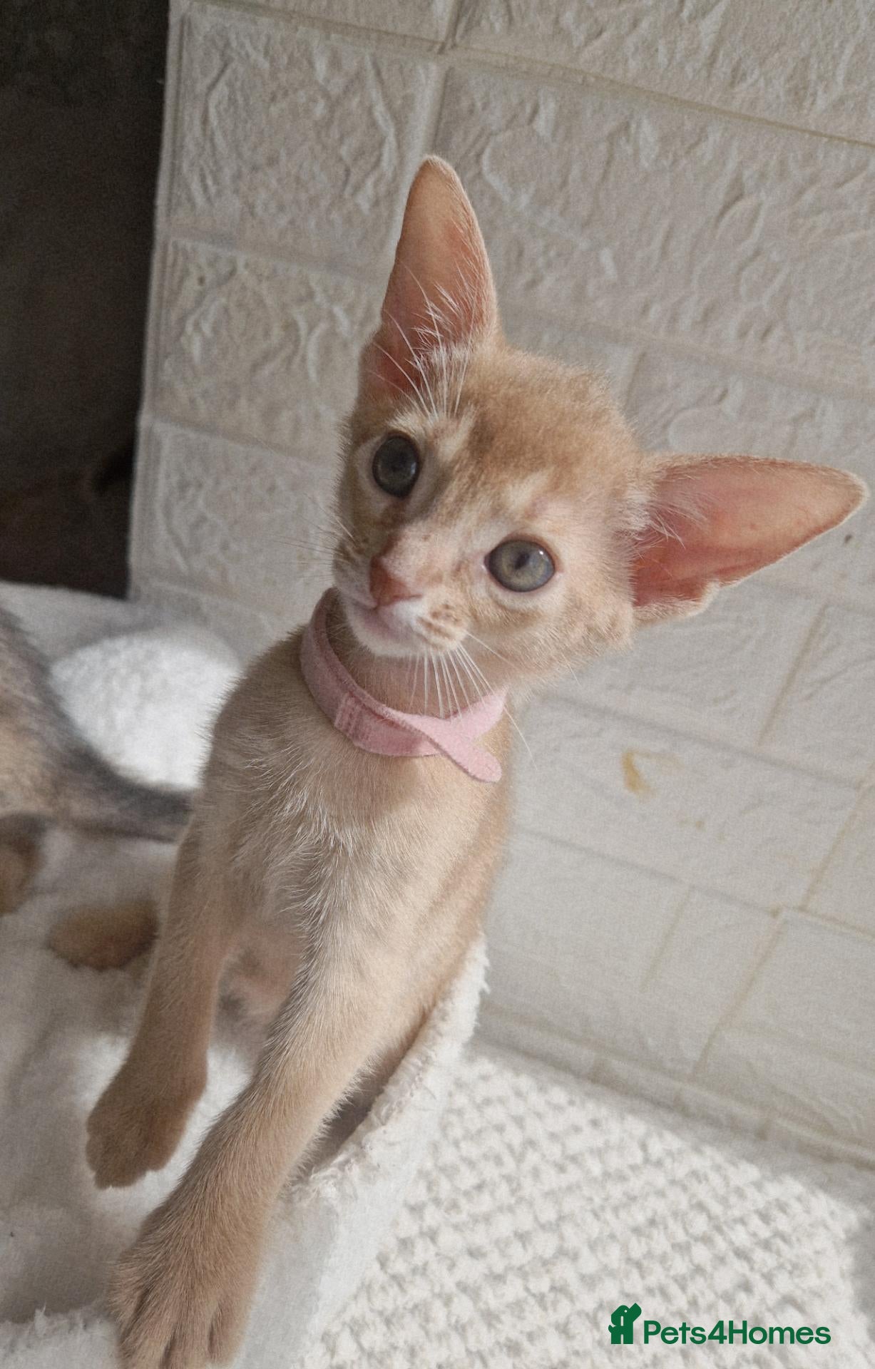 Abyssinian cats Beautiful Abyssinian Kittens  - Advert 12