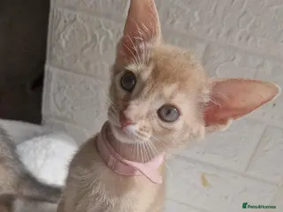 Abyssinian cats Beautiful Abyssinian Kittens - Advert 1