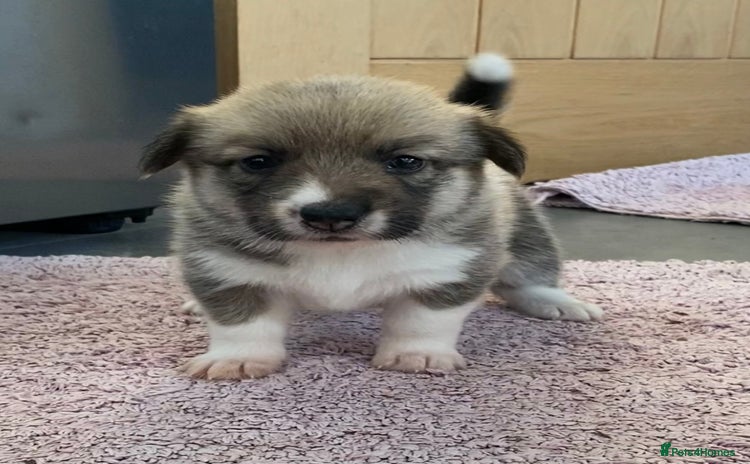Mixed Breed dogs - Advert 2