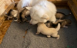 Alaskan Malamute dogs for sale: Pure bred Alaskan Malamute puppies - Image 5